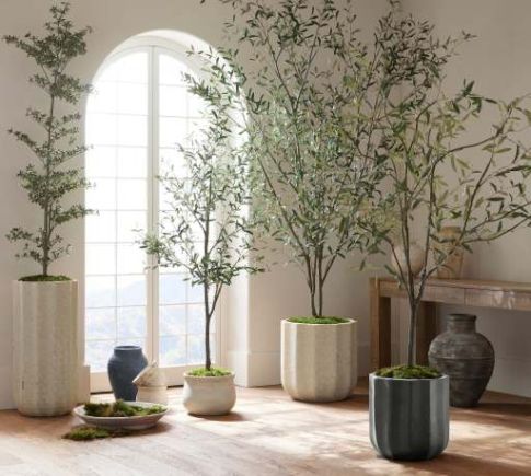 Plants &amp; Trees